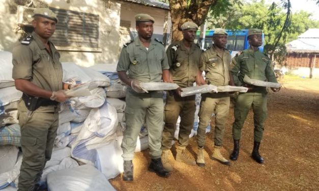 Seizure: 1440 kg of Indian hemp seized by the Moussala Kédougou Customs Brigade